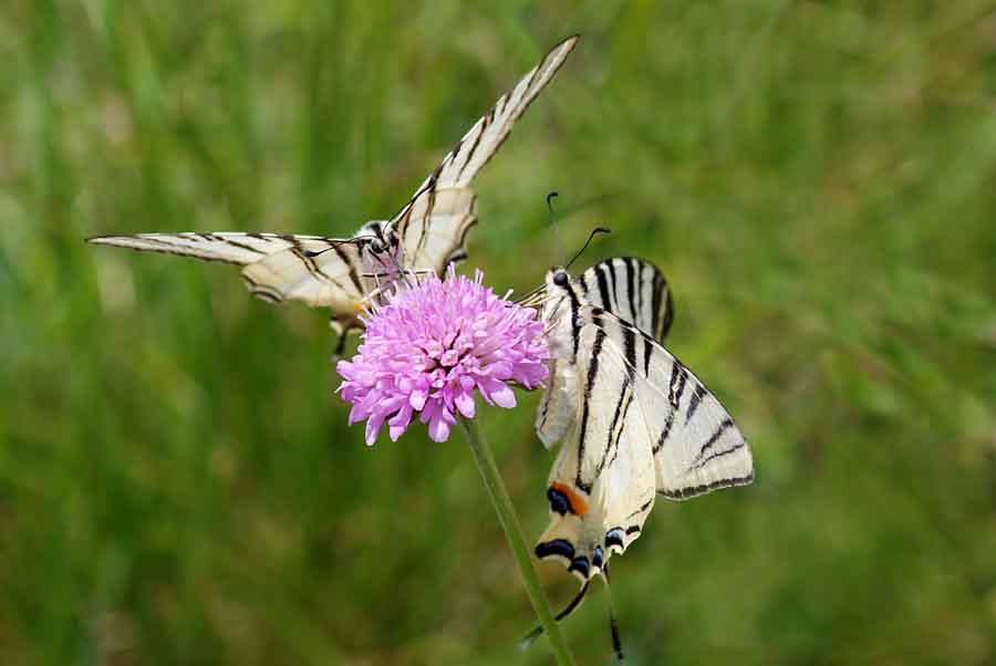 Una giornata da incorniciare - Iphiclides podalirius